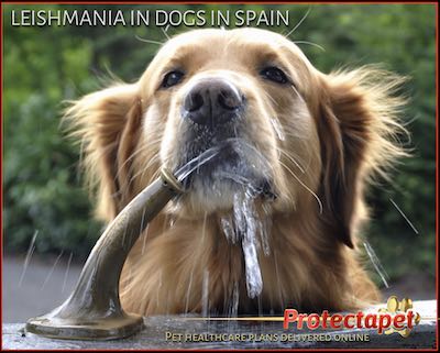 Protectapet article on Canine Leishmania in Dogs in Spain 